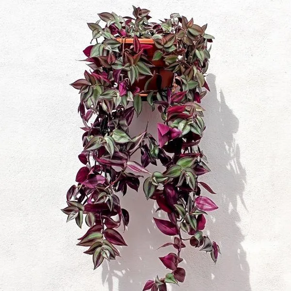 Wandering Jew Plant