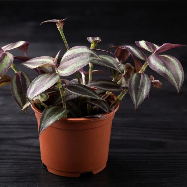 Wandering Jew Plant